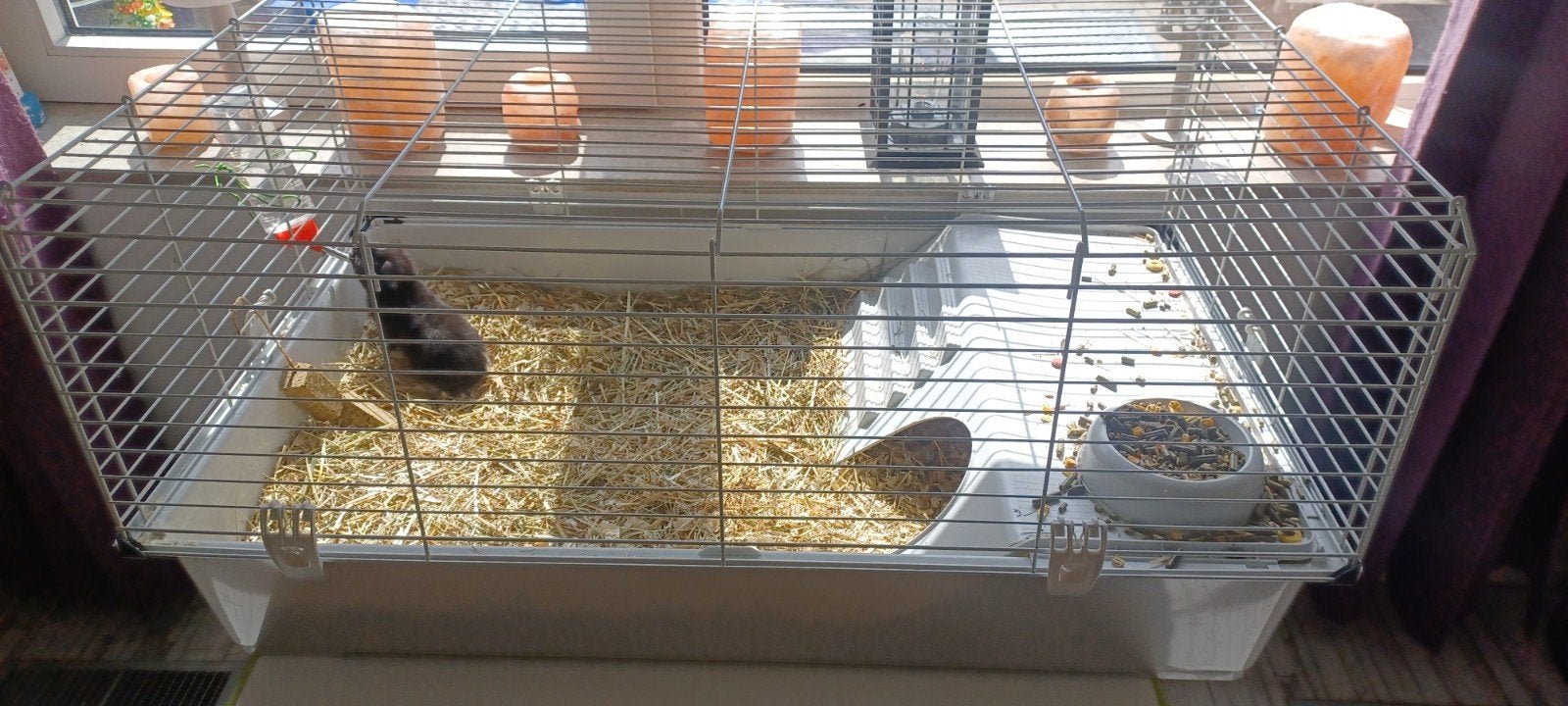 cavia /konijnen kooi, Kooi, Gebruikt, Konijn, 75 tot 110 cm