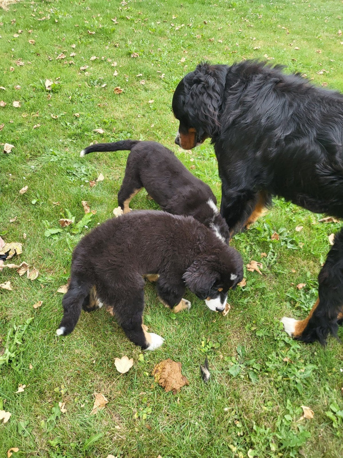 reutje Berner Sennen pups nog 1 zoeken een nieuw huisje., Meerdere, Meerdere dieren, Nederland, Fokker | Hobbymatig