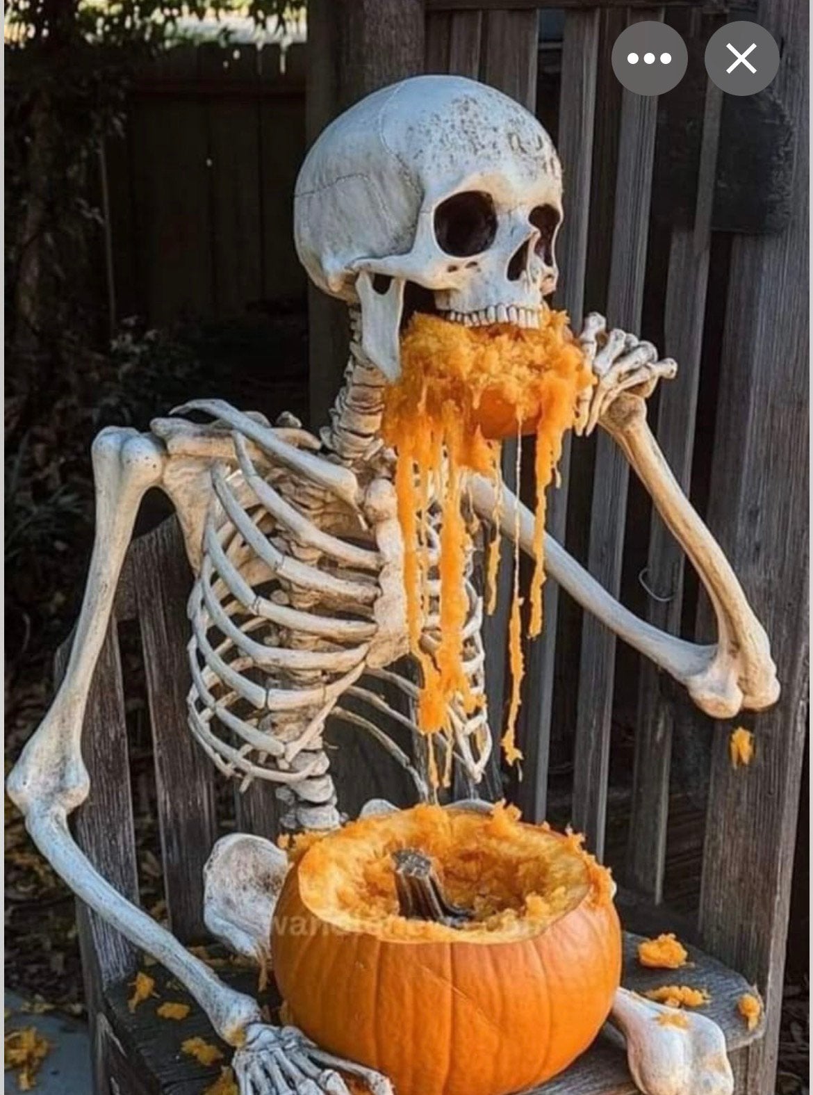 Gezocht Halloween spullen voor de vereniging, Ophalen