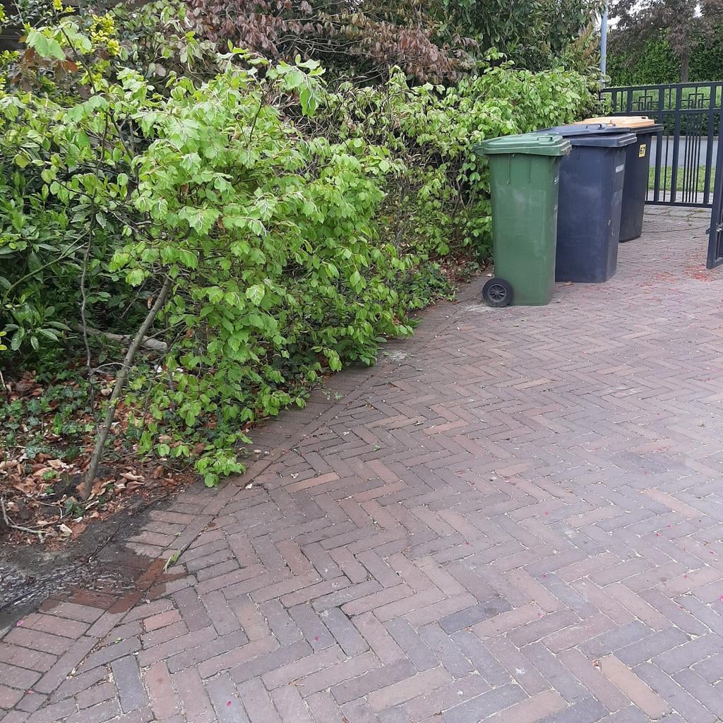 Groene beukenhaag gratis afhalen, Ophalen, Beukenhaag