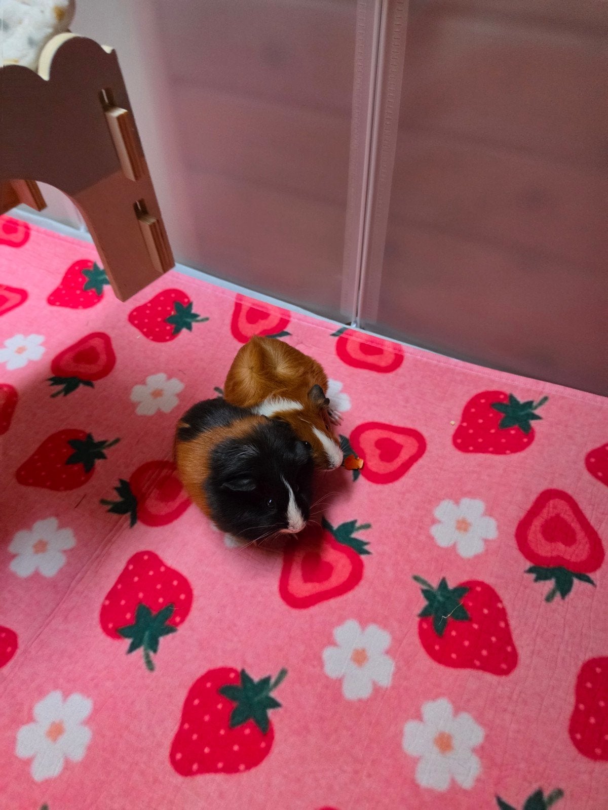 2 jonge cavia zeugjes met verblijf, Juli, Vrouwelijk, Cavia