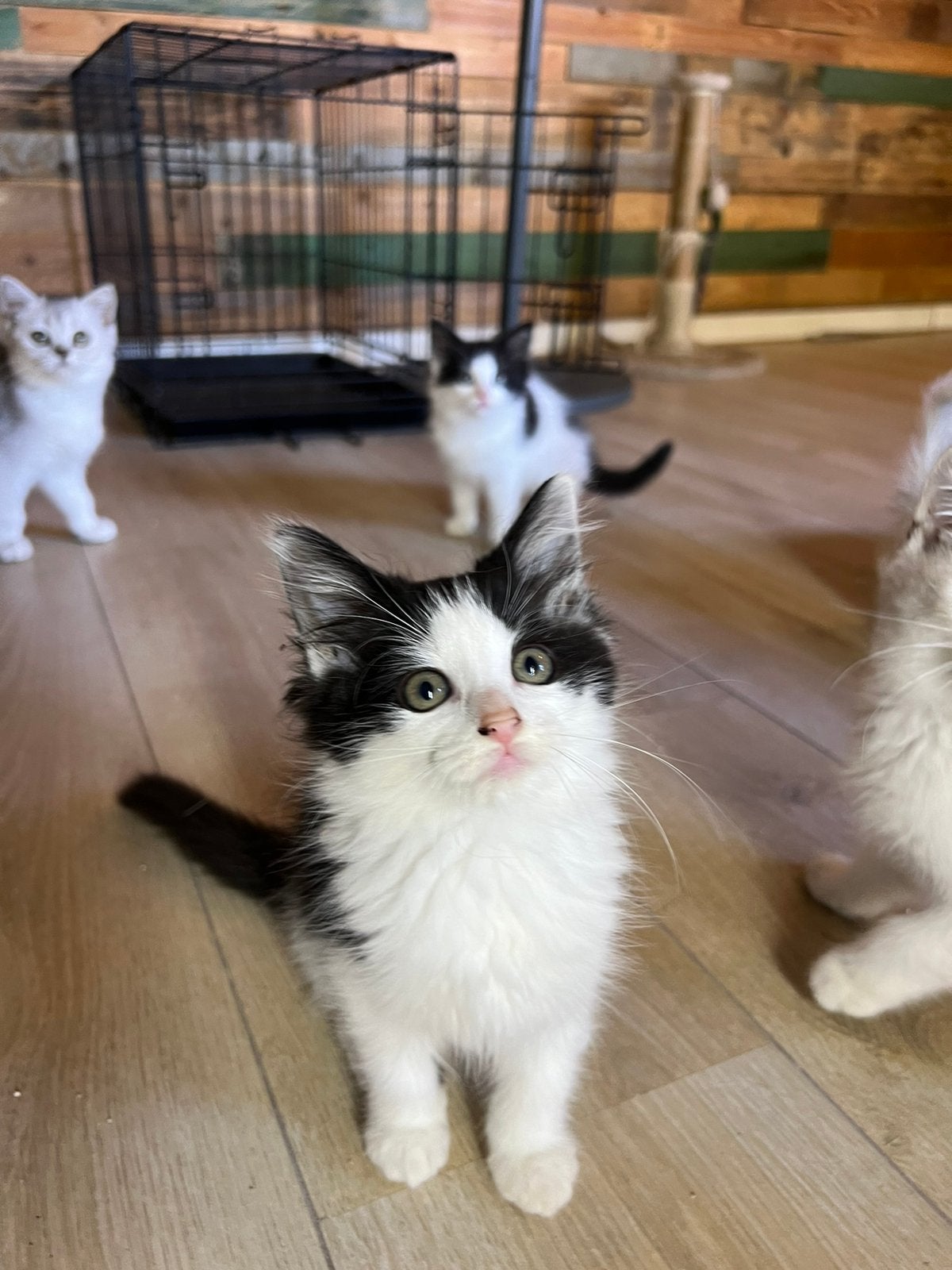 Lieve Ragdoll mix kittens zoeken een warm thuis, Meerdere dieren, Gechipt