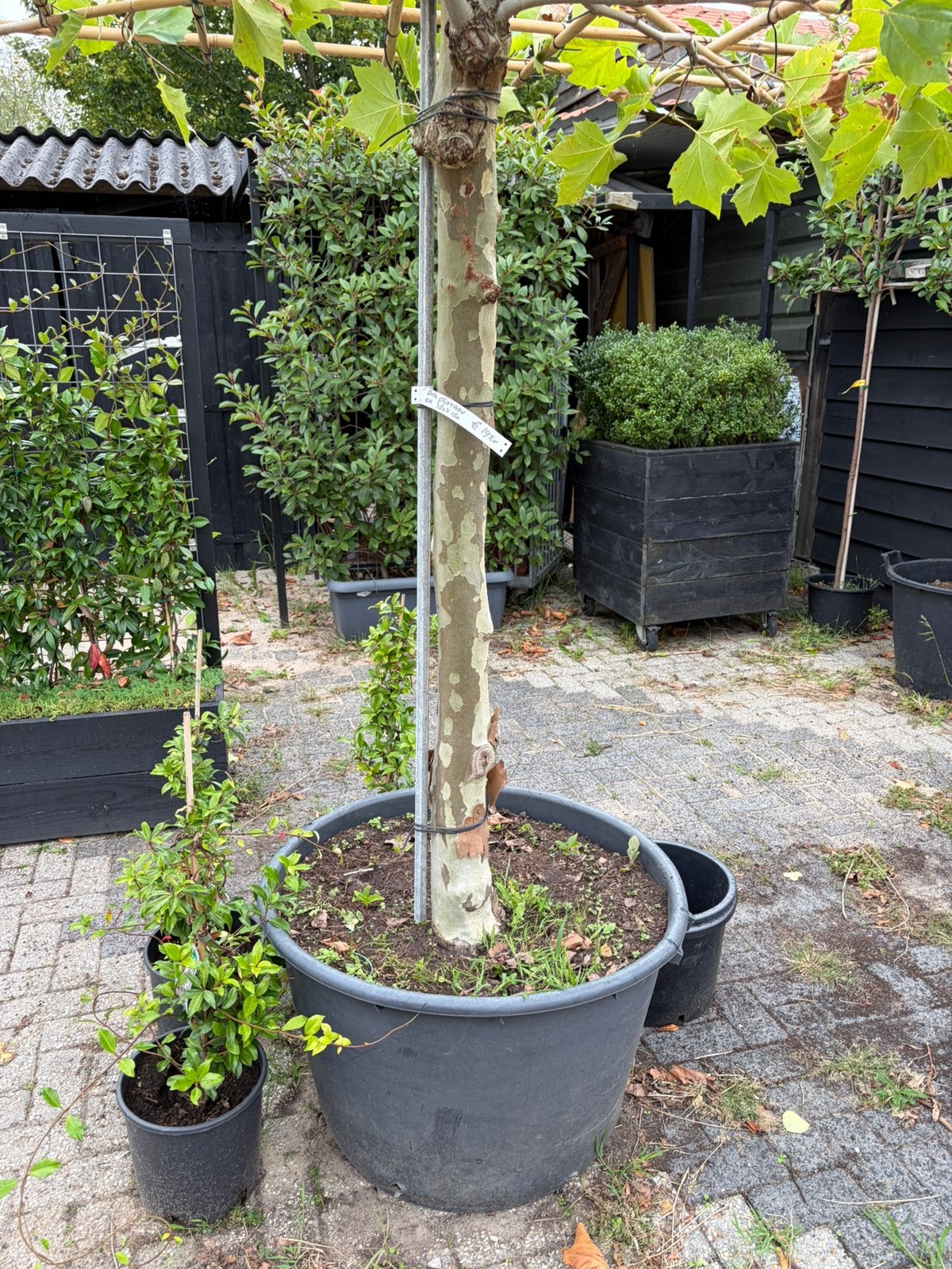 Dak plataan 150 cm stamhoogte een zware stamdikte €145,00, Tuin en Terras, 100 tot 250 cm, Dakboom, Ophalen, Volle zon