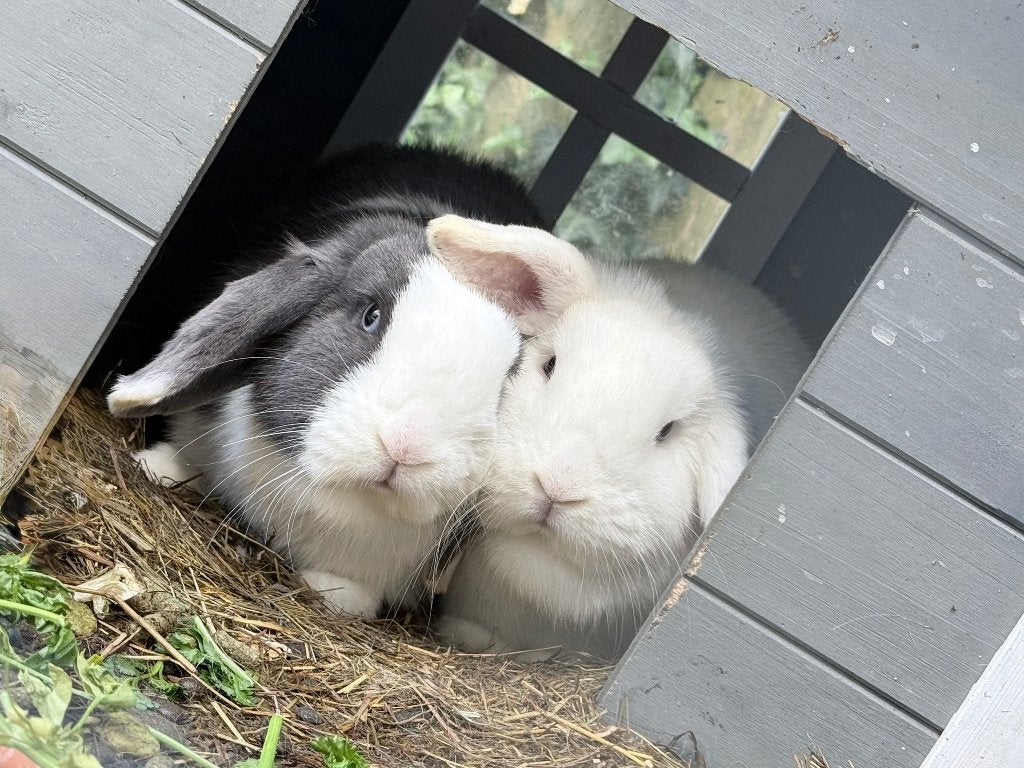 Minilop konijnen, Meerdere dieren, Middelgroot, 0 tot 2 jaar