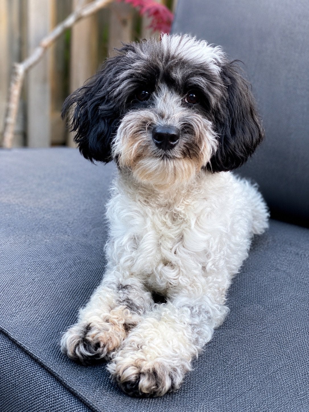 Demi mini Australian labradoodle, Dieren en Toebehoren, Parvo, Overige rassen, 1 tot 2 jaar, Teef