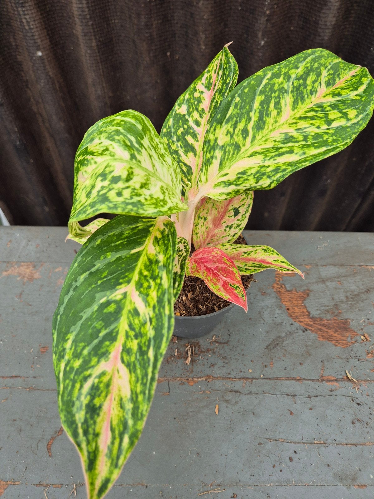 Aglaonema p12 (4), Ophalen of Verzenden, Halfschaduw, Minder dan 100 cm