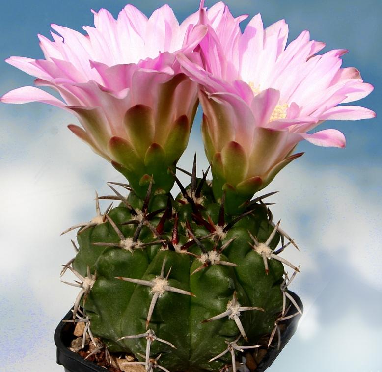cactus - Gymnocalycium achirasense, Huis en Inrichting, Ophalen of Verzenden, Cactus, Volle zon, Minder dan 100 cm