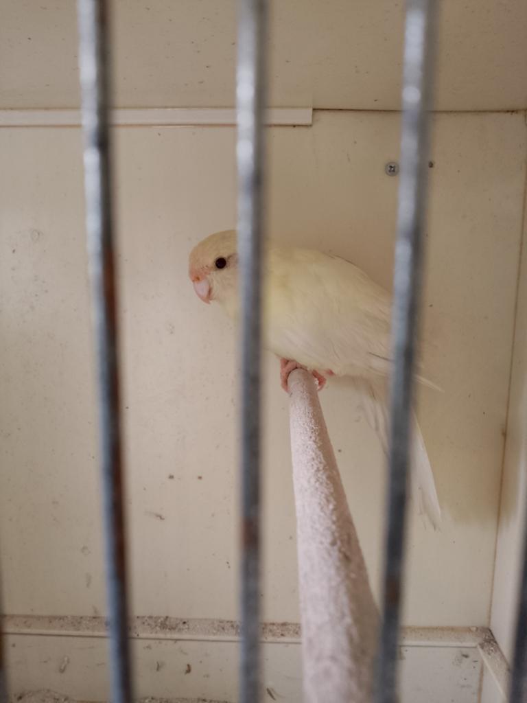 Kakariki, Vrouwelijk