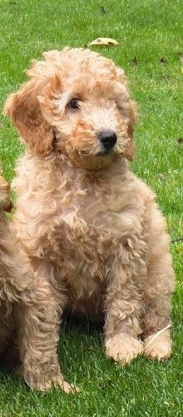 labradoodle pup kleine maat reutje F3 blond/abrikoos, Dieren en Toebehoren, Honden | Retrievers, Spaniëls en Waterhonden, Parvo
