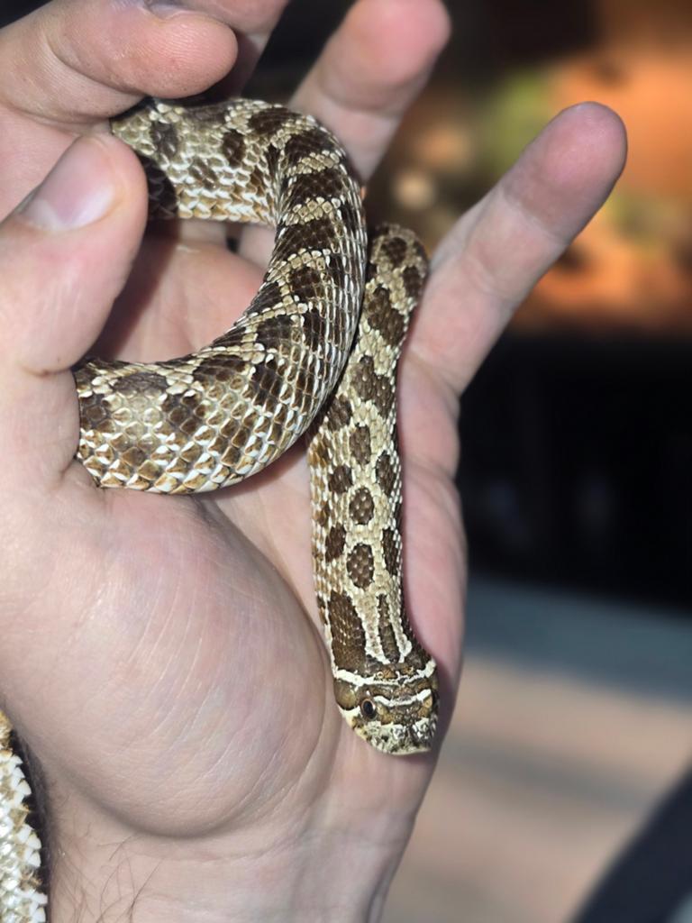 Haakneus Hognose Snake - male for sale from Noah Middelkoop