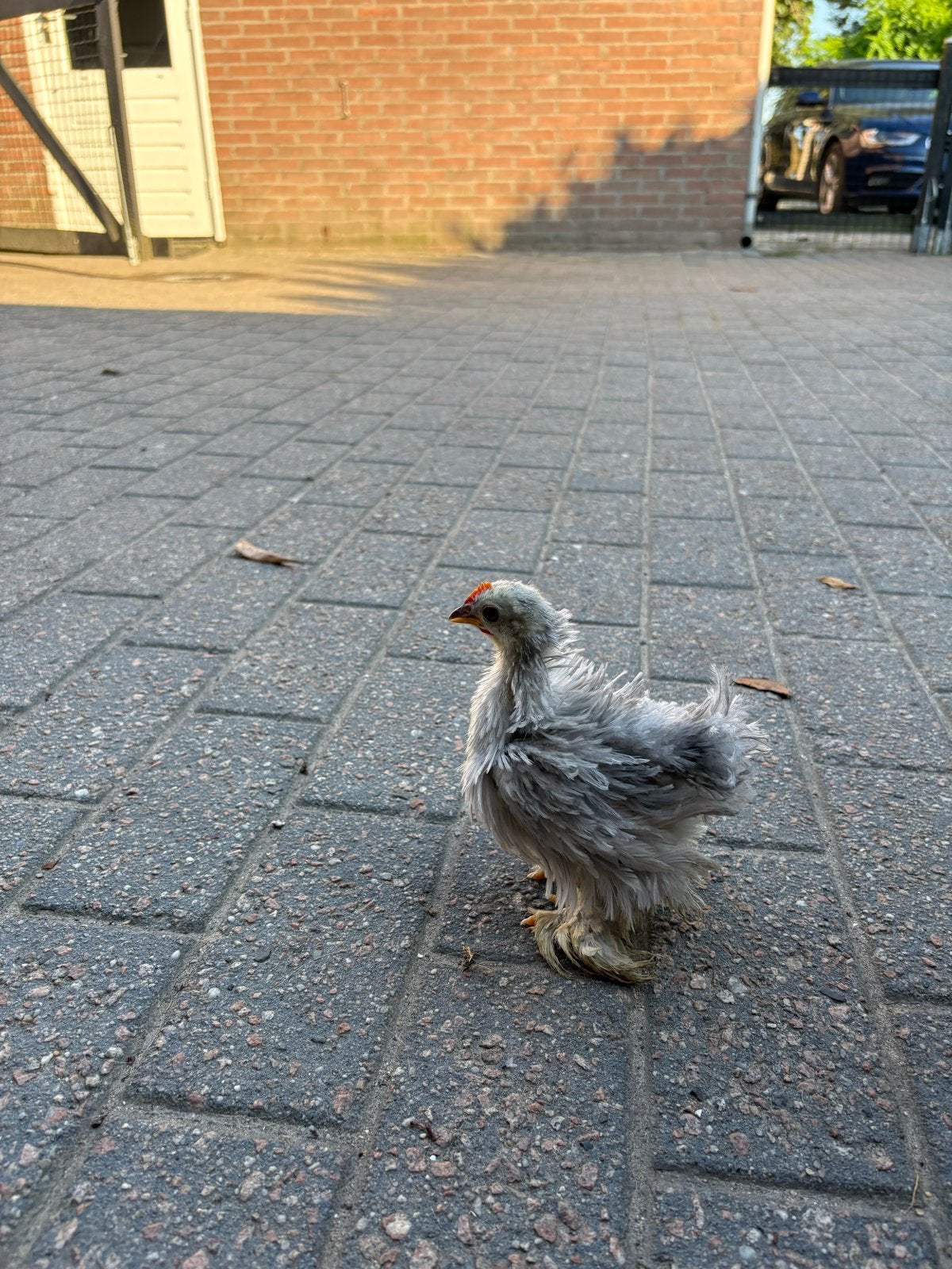 Twee cochin kriel haantjes, Dieren en Toebehoren, Pluimvee, Mannelijk, Kip