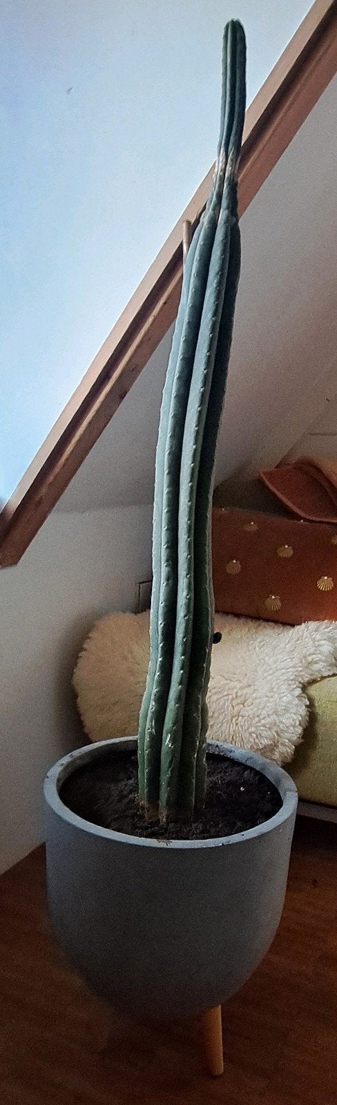 Grote cactus met pot, Huis en Inrichting, Kamerplanten, Ophalen, Cactus, Volle zon