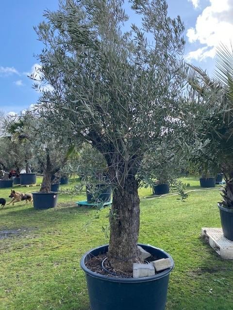 Olijfboom Te Koop een echte eyecatcher voor uw terras/tuin, Volle zon, Vaste plant, Lente, Ophalen