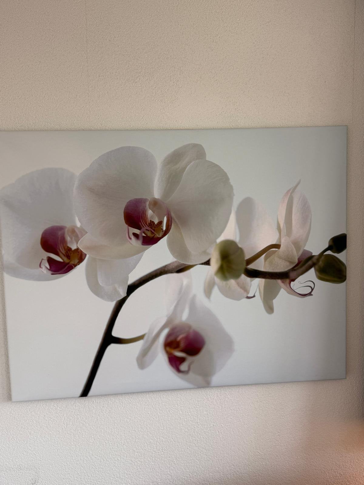 Canvas orchidee (118x90), Ophalen