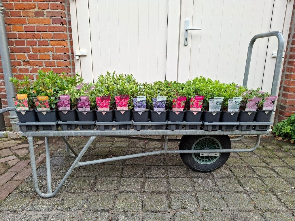 Mooie soorten Rhododendron (Dwergrhododendron) in pot!, Ophalen, Rhododendron, Minder dan 100 cm