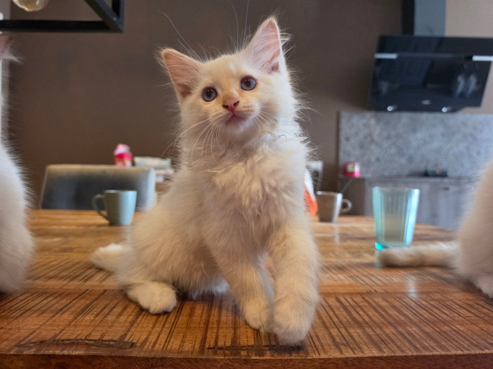 Ragdoll katertje, mag verhuizen, Kater, Gechipt