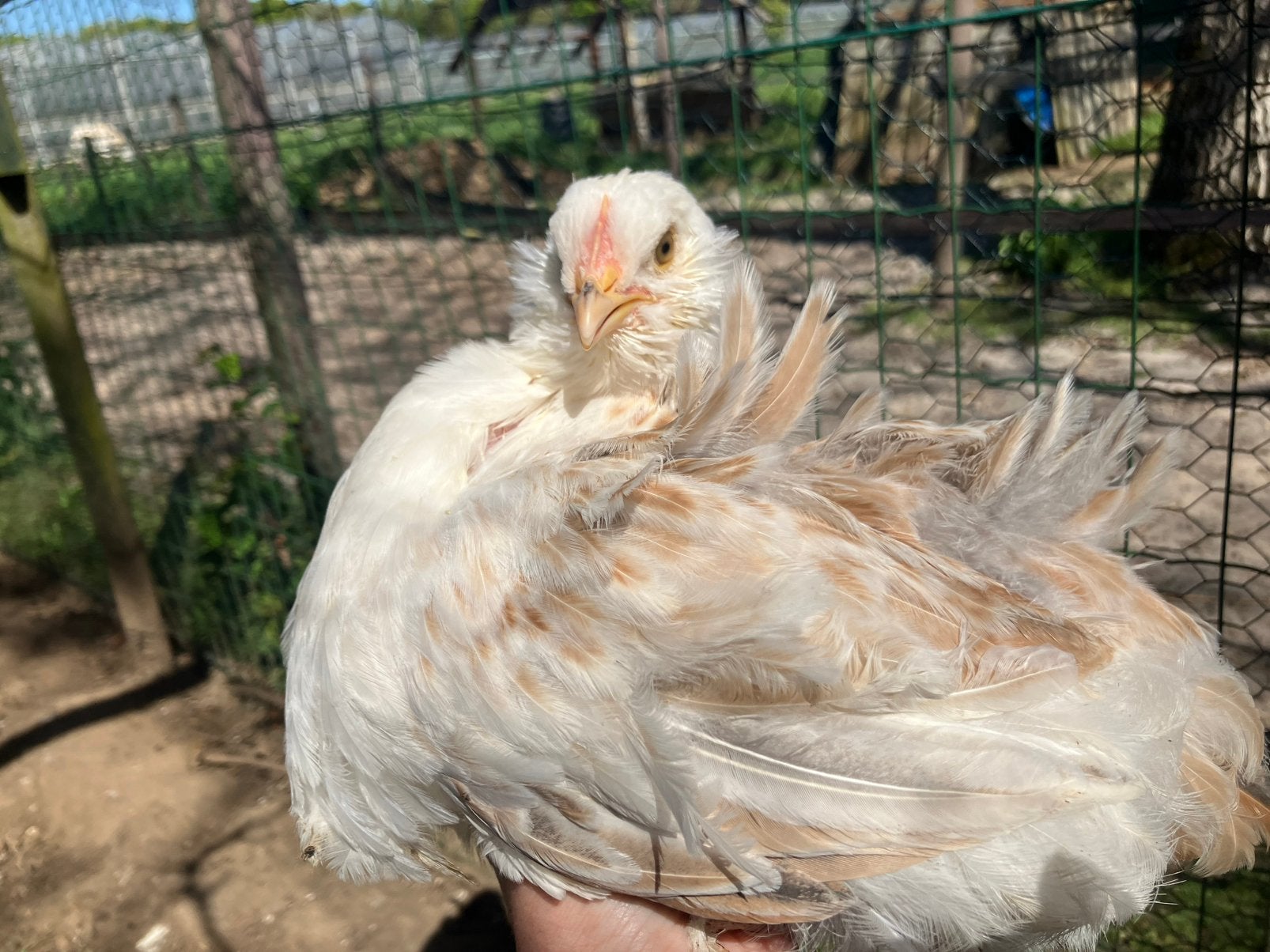 Ayam Cemani en faverolle kuikens! 12 juli, Geslacht onbekend, Kip