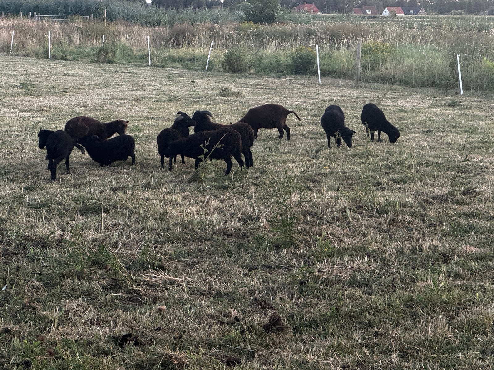 Ouessant schapen verschillende leeftijden ooi en ram, Meerdere dieren, Schaap