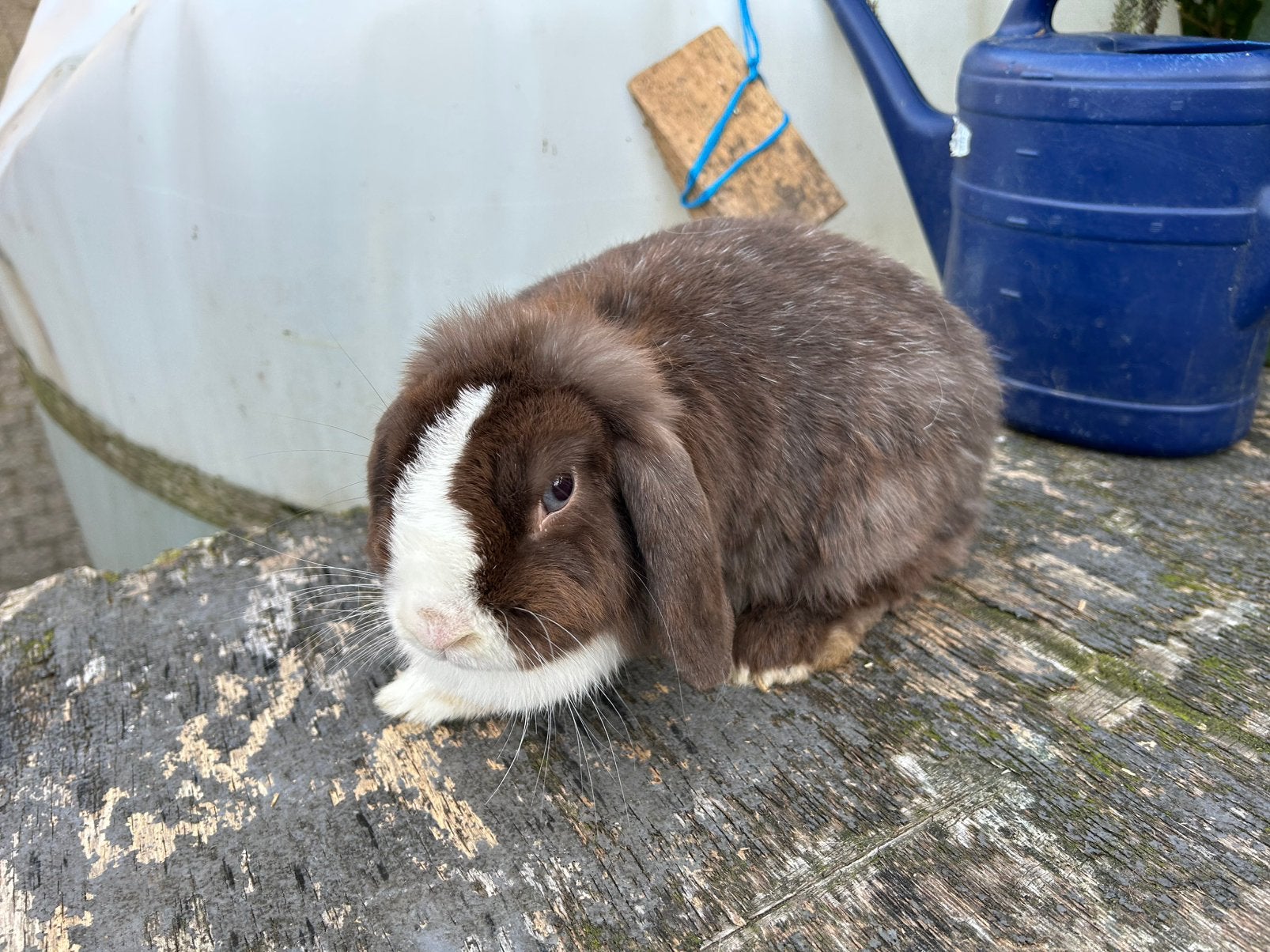 Minilop hangoor voedster, Dieren en Toebehoren, Vrouwelijk, Dwerg, Hangoor, 3 tot 5 jaar