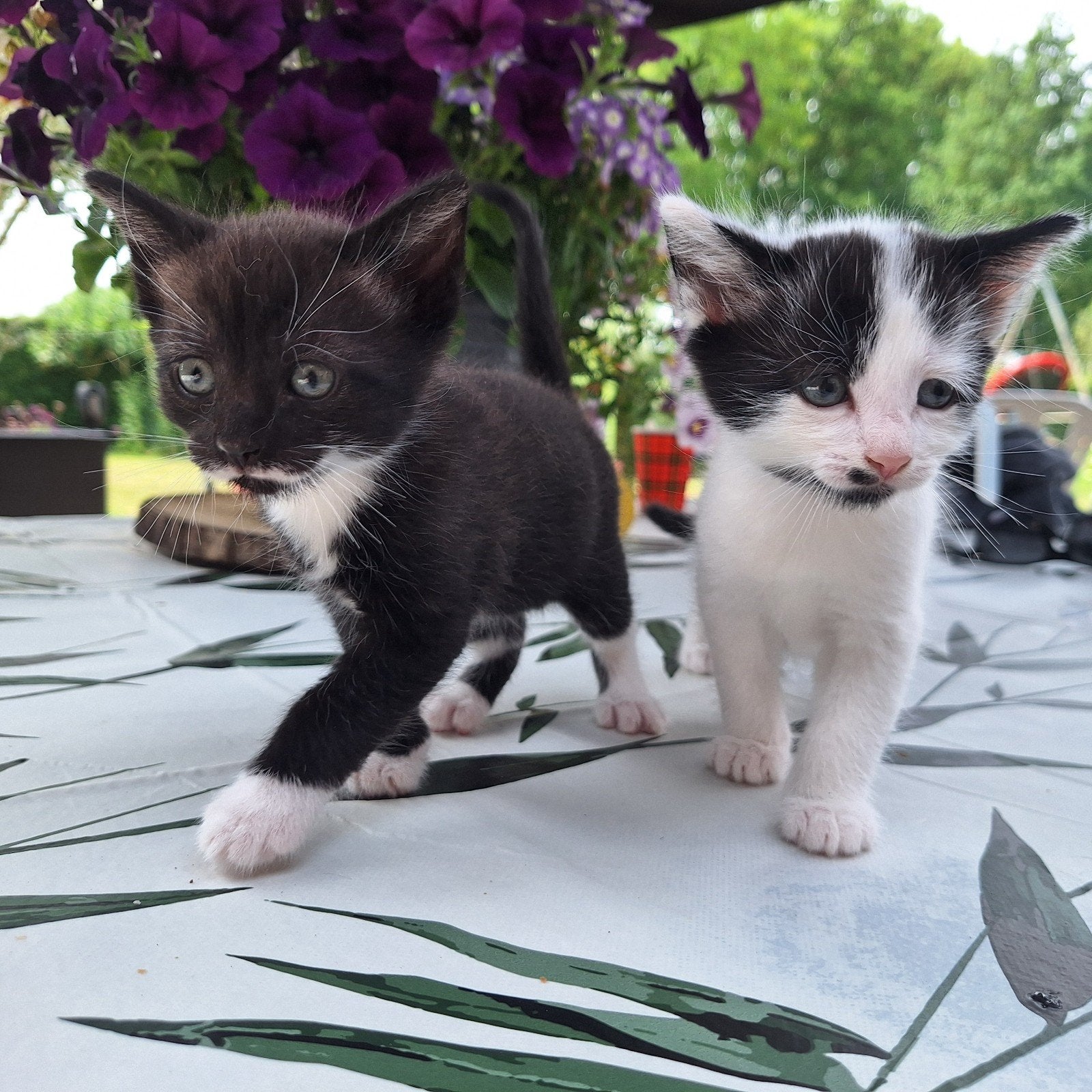 Schattige lieve duo kittens, Kater