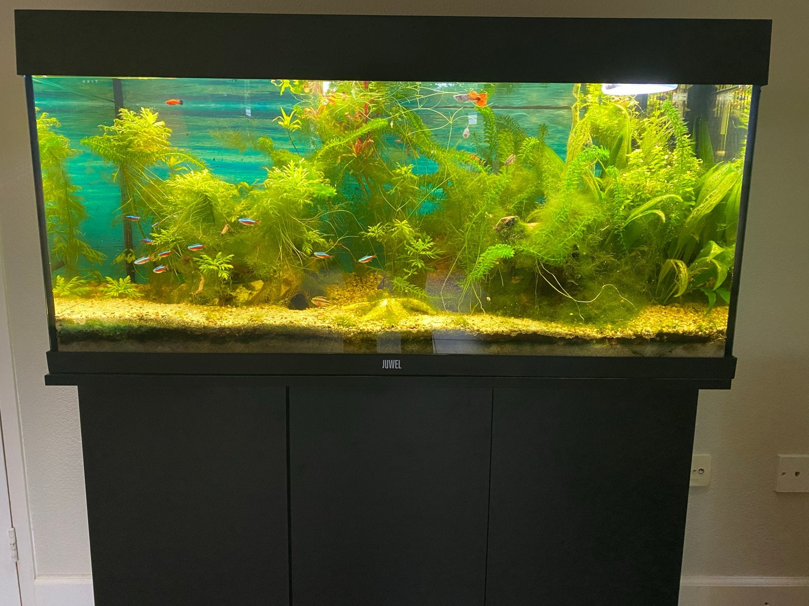JUWEL Aquarium Rio incl. onderkast LED zwart 180 L, Juwel, Inclusief vissen, Ophalen of Verzenden, Gevuld zoetwateraquarium