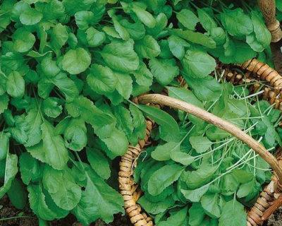 Tuinkers salade Big Leaf, Ophalen of Verzenden, Voorjaar, Volle zon, Wortelstok