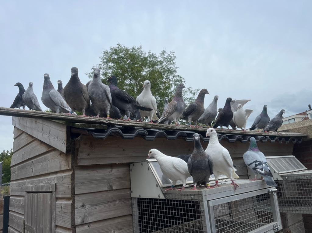 Kleurpostduiven te koop, Dieren en Toebehoren, Meerdere dieren, Postduif