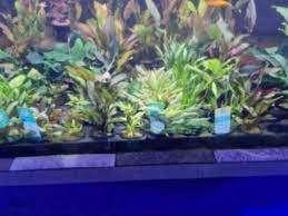 Aquariumplanten - Aquarium planten bij Koidreams in Valburg, Vis, Zoetwatervis