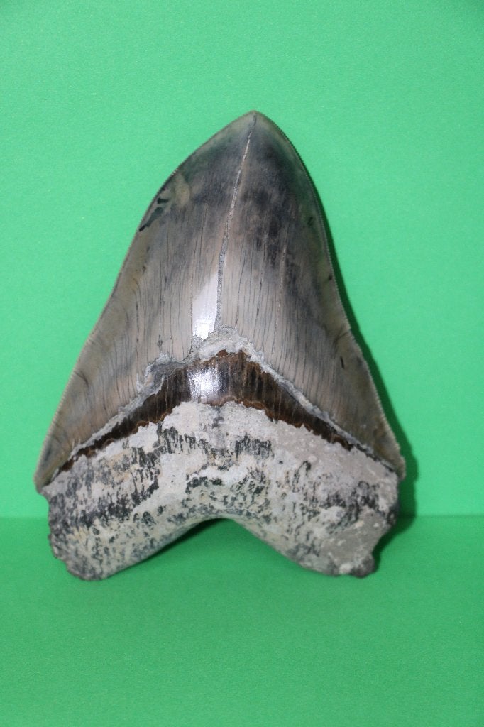 Megalodon, Ophalen of Verzenden, Fossiel