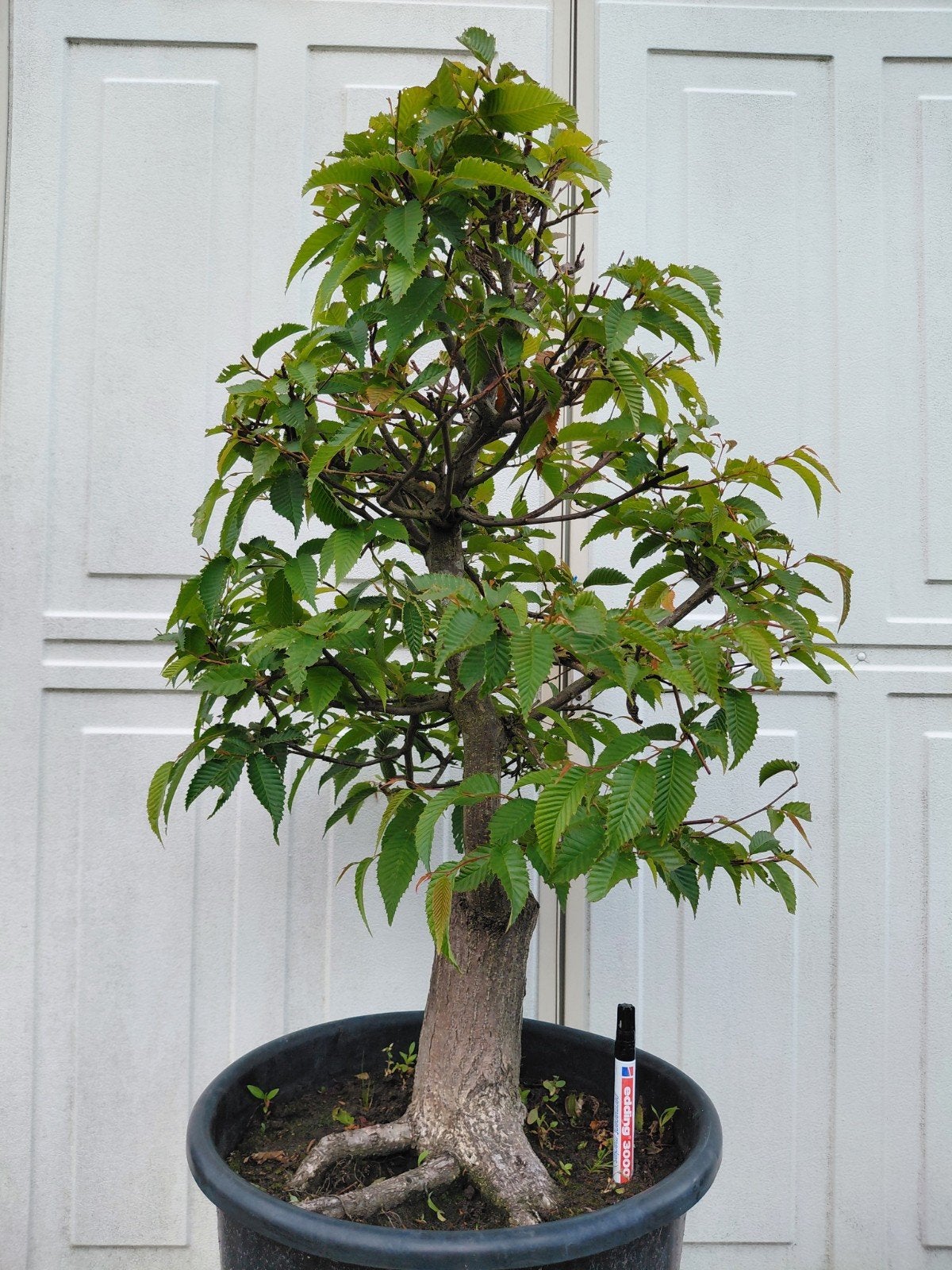 Bonsai starter Carpinus Japonica Japanse haagbeuk., Ophalen, Bloeit niet, Halfschaduw, Overige soorten