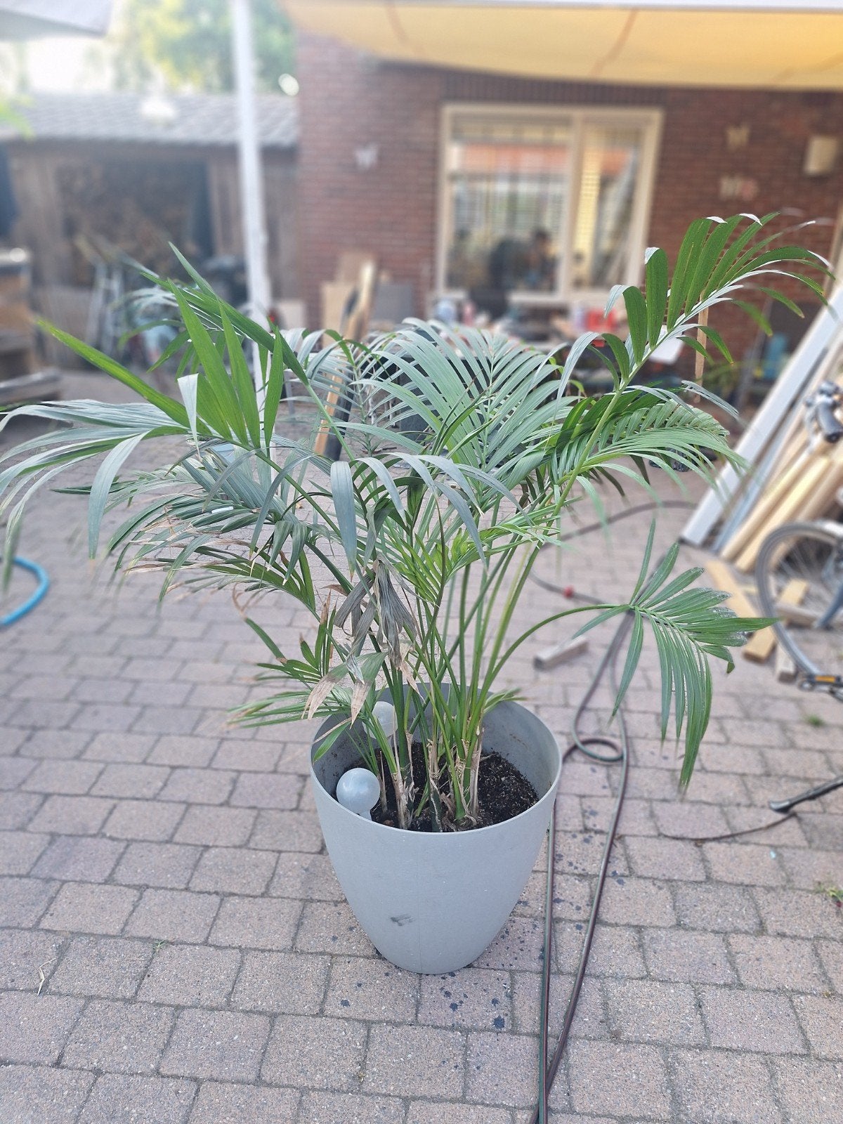kamer palm, Ophalen, Bloeit niet, Overige soorten, Halfschaduw