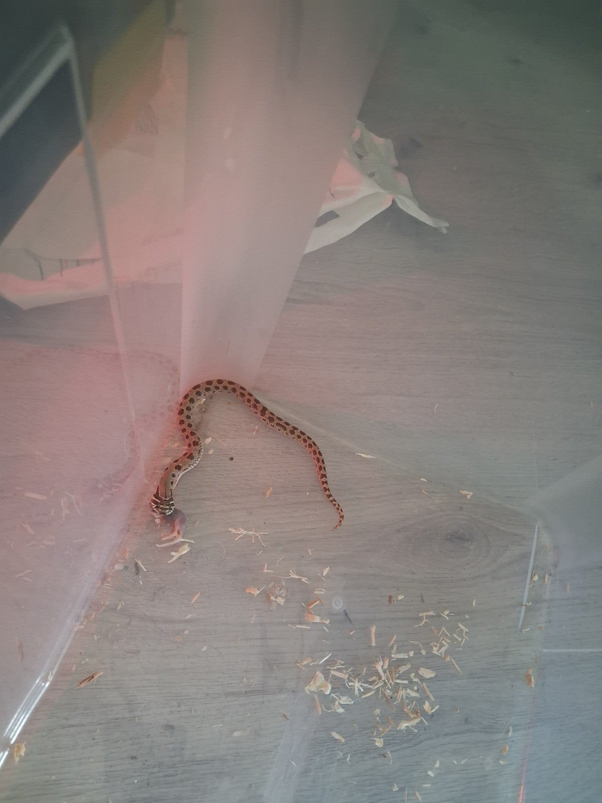 haakneus met terrarium en reserve lamp Hognose Snake photo 2