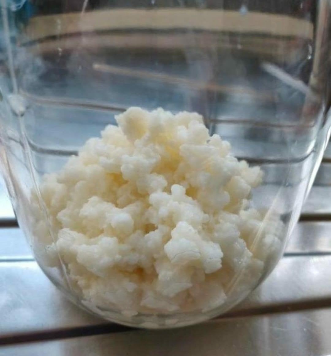 actieve biologische melkkefir, probiotica, fermenteren kefir, Ophalen of Verzenden