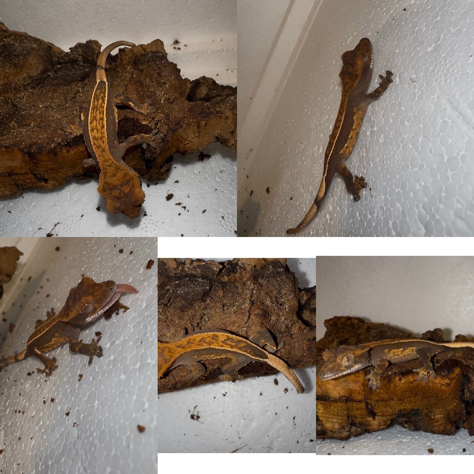 Wimpergekko baby, Dieren en Toebehoren, Reptielen en Amfibieën, Hagedis, Tam, 0 tot 2 jaar