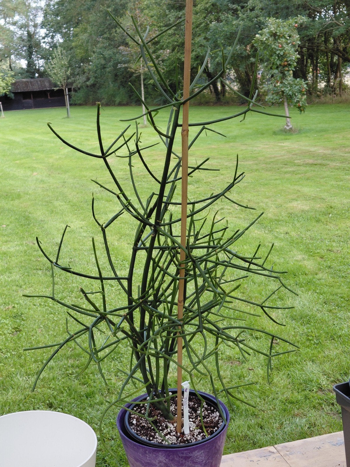 Grote Potloodplant (Euphorbia tirucalli) in pot, Huis en Inrichting, Ophalen, Overige soorten, Minder dan 100 cm, Volle zon