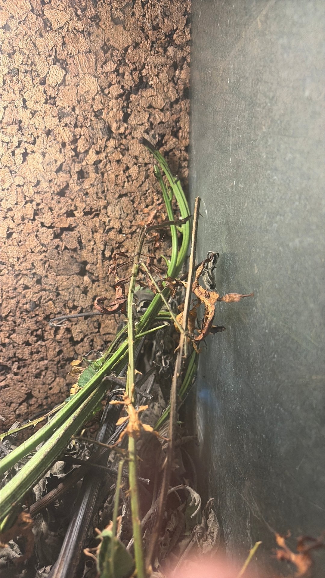 Australische flappentakken, Dieren en Toebehoren, Overige soorten