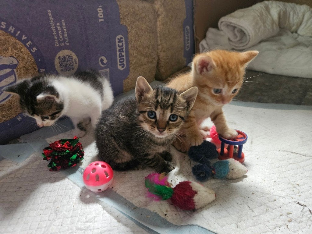 Lieve gezonde boerderij kittens, Meerdere dieren, Ontwormd, 0 tot 2 jaar