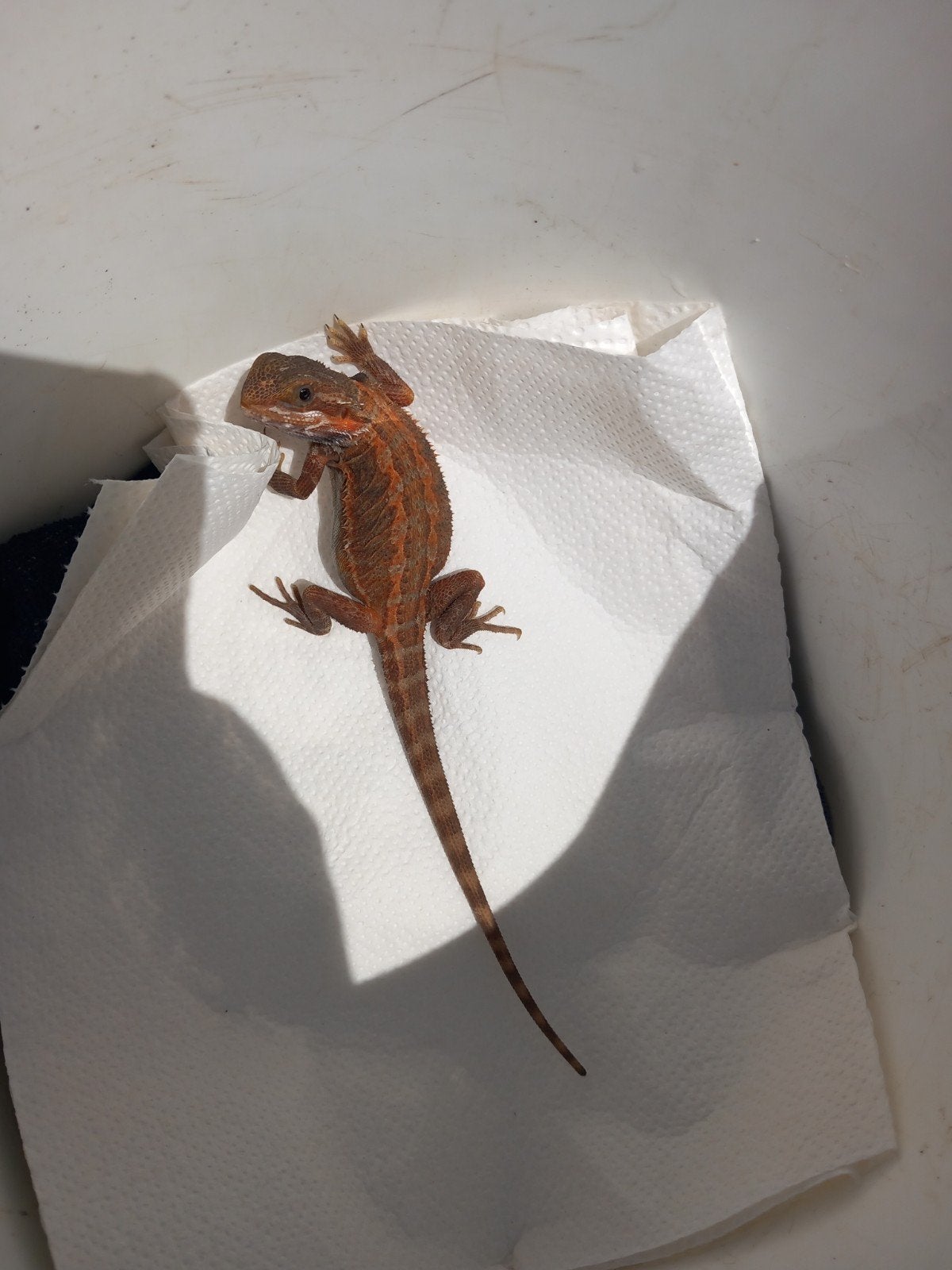 Mooie baardagaam. Bearded Dragon photo 2