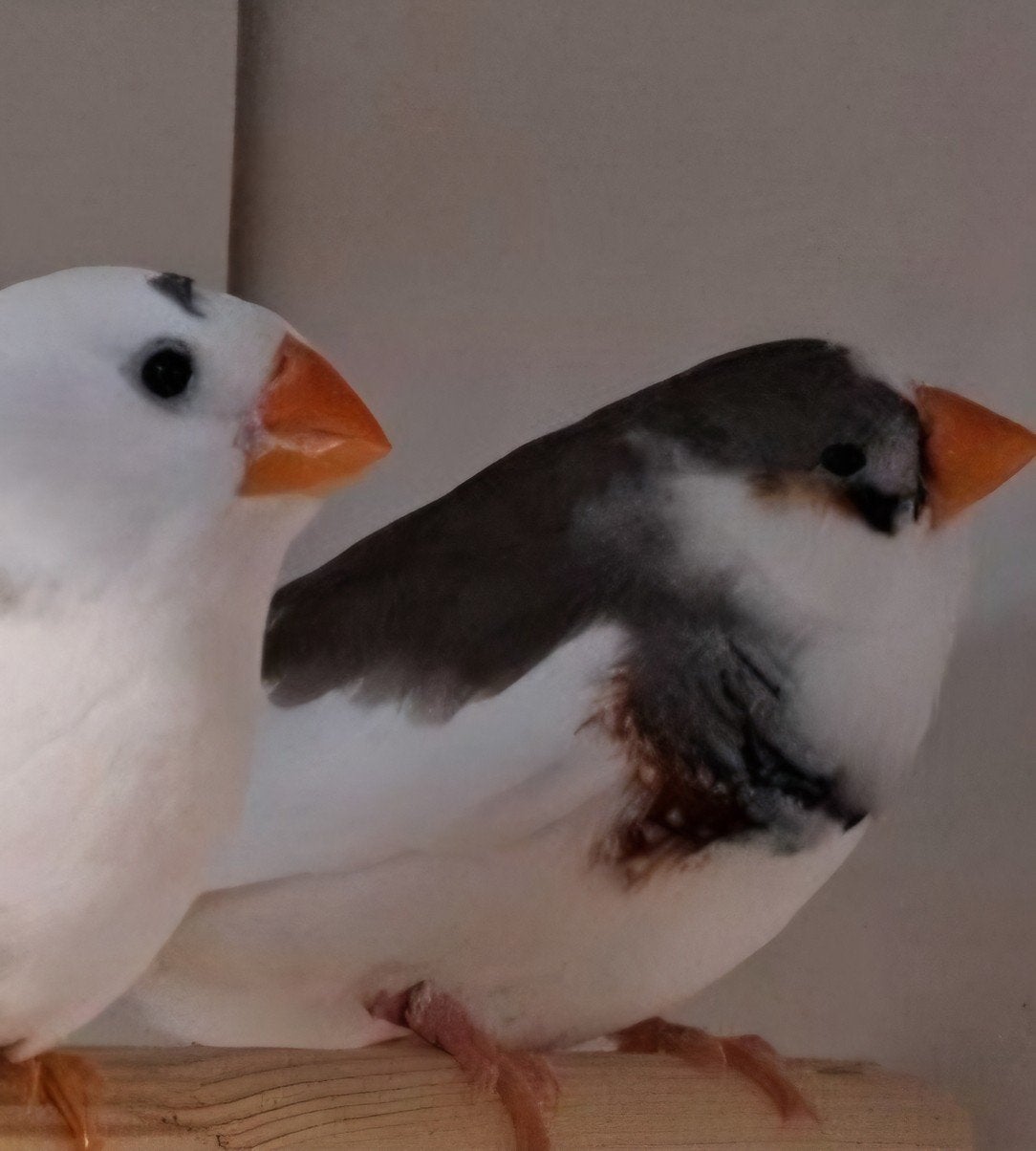 TE KOOP GEVRAAGD PAAR BONTE ZEBRAVINK MANNEN, Dieren en Toebehoren