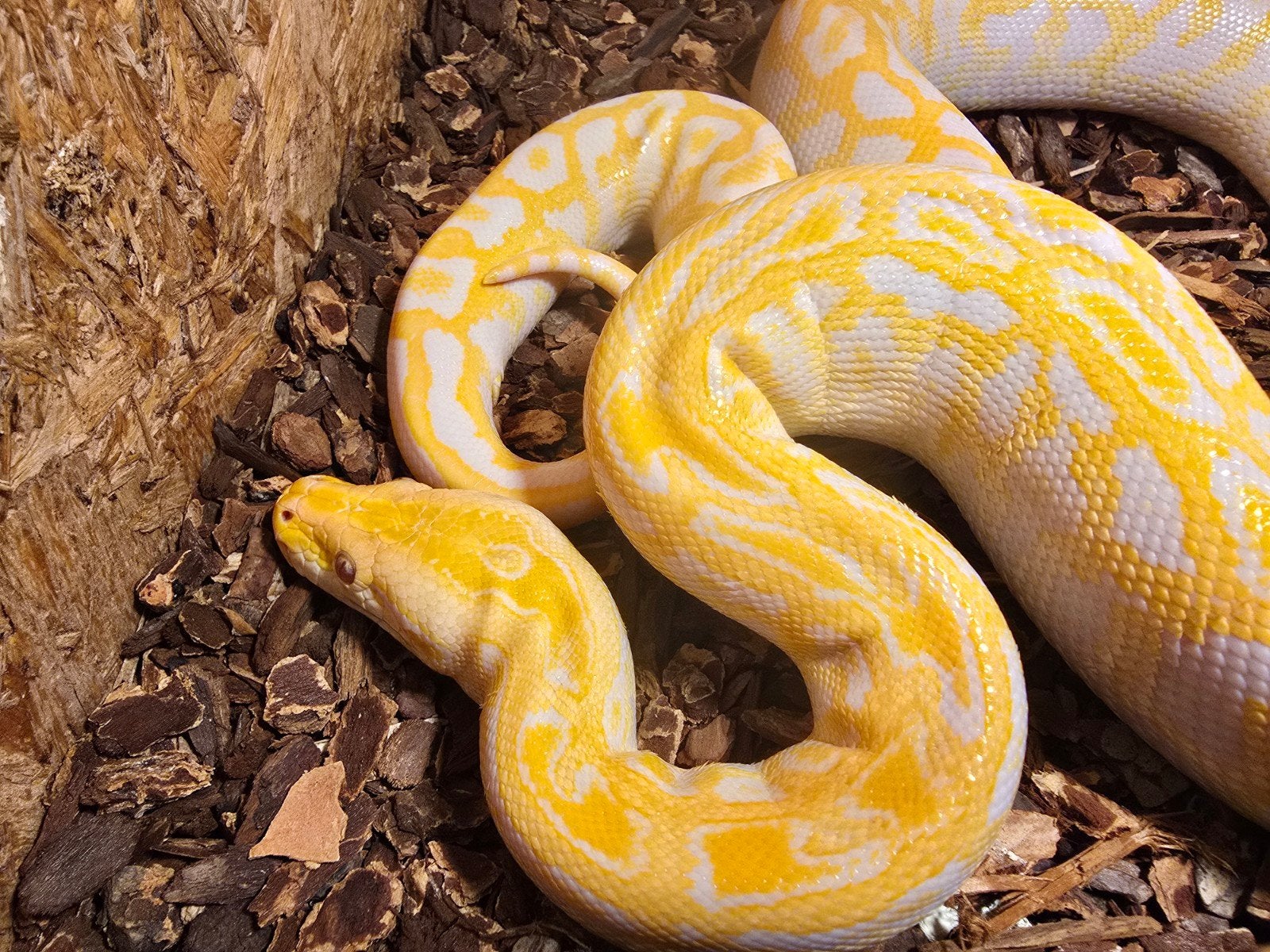 Tijgerpython nk 2025 albino labyrint Green Tree Python - unknown for sale from Lost Treasures