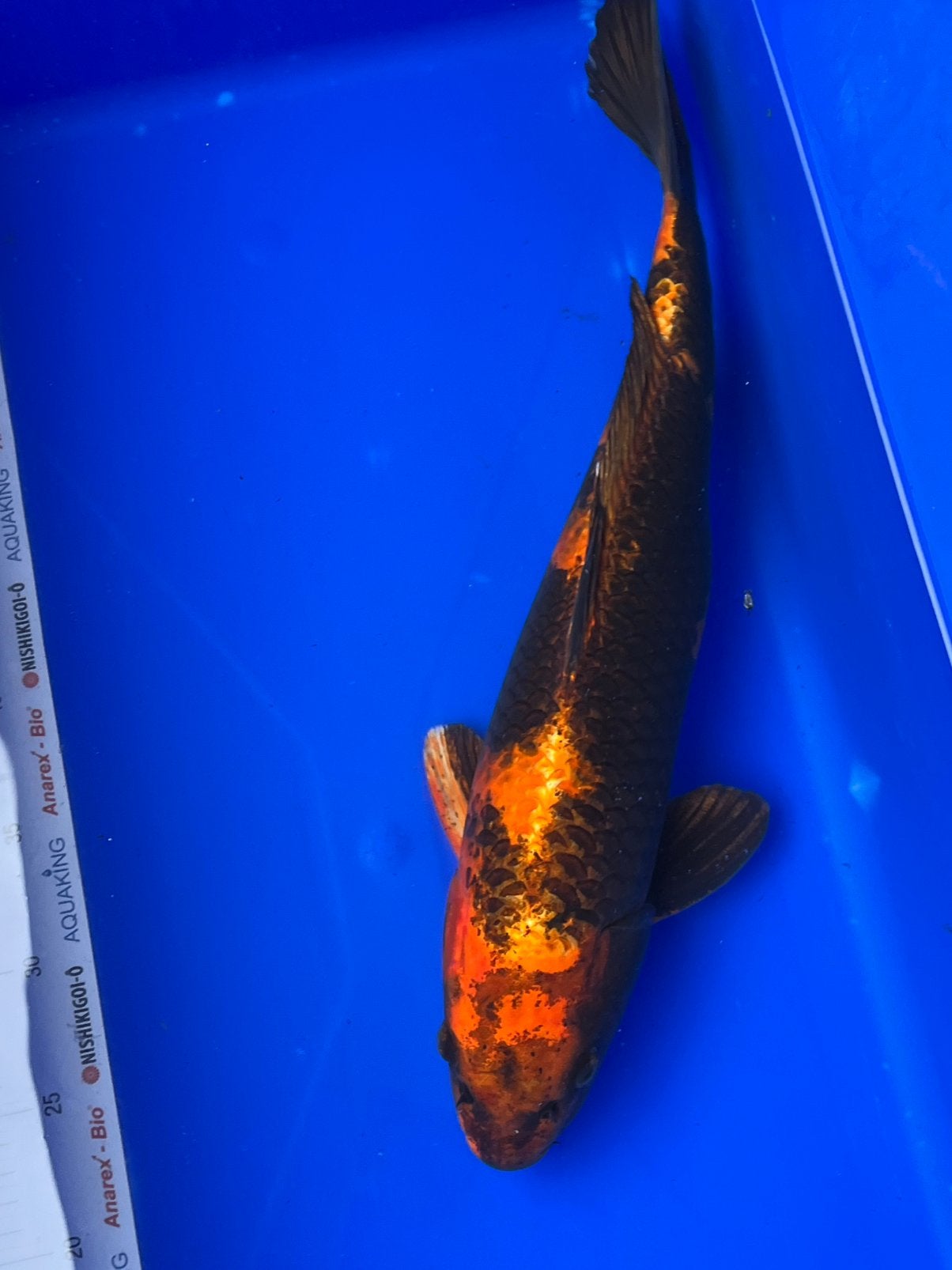 Hi- utsuri, Karper of Koi