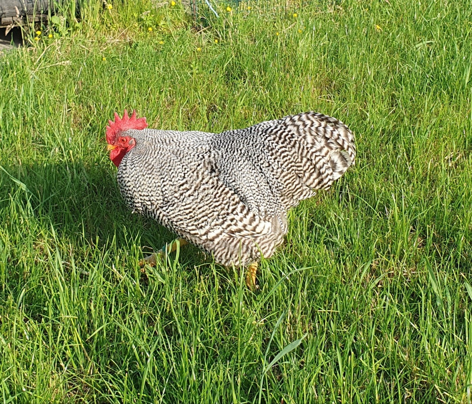 Amrock haan, Dieren en Toebehoren, Pluimvee, Mannelijk, Kip