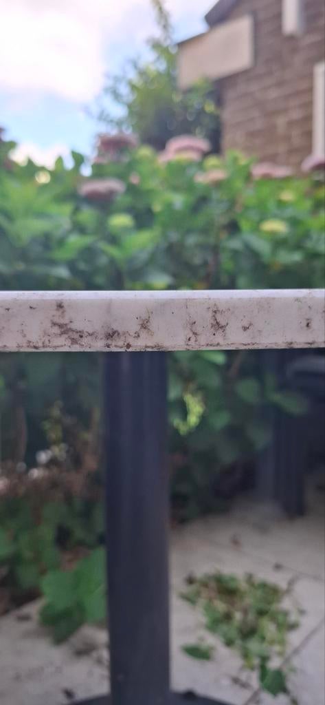 Marmeren tafel, Bloeit niet, Verzenden, Halfschaduw, Overige soorten