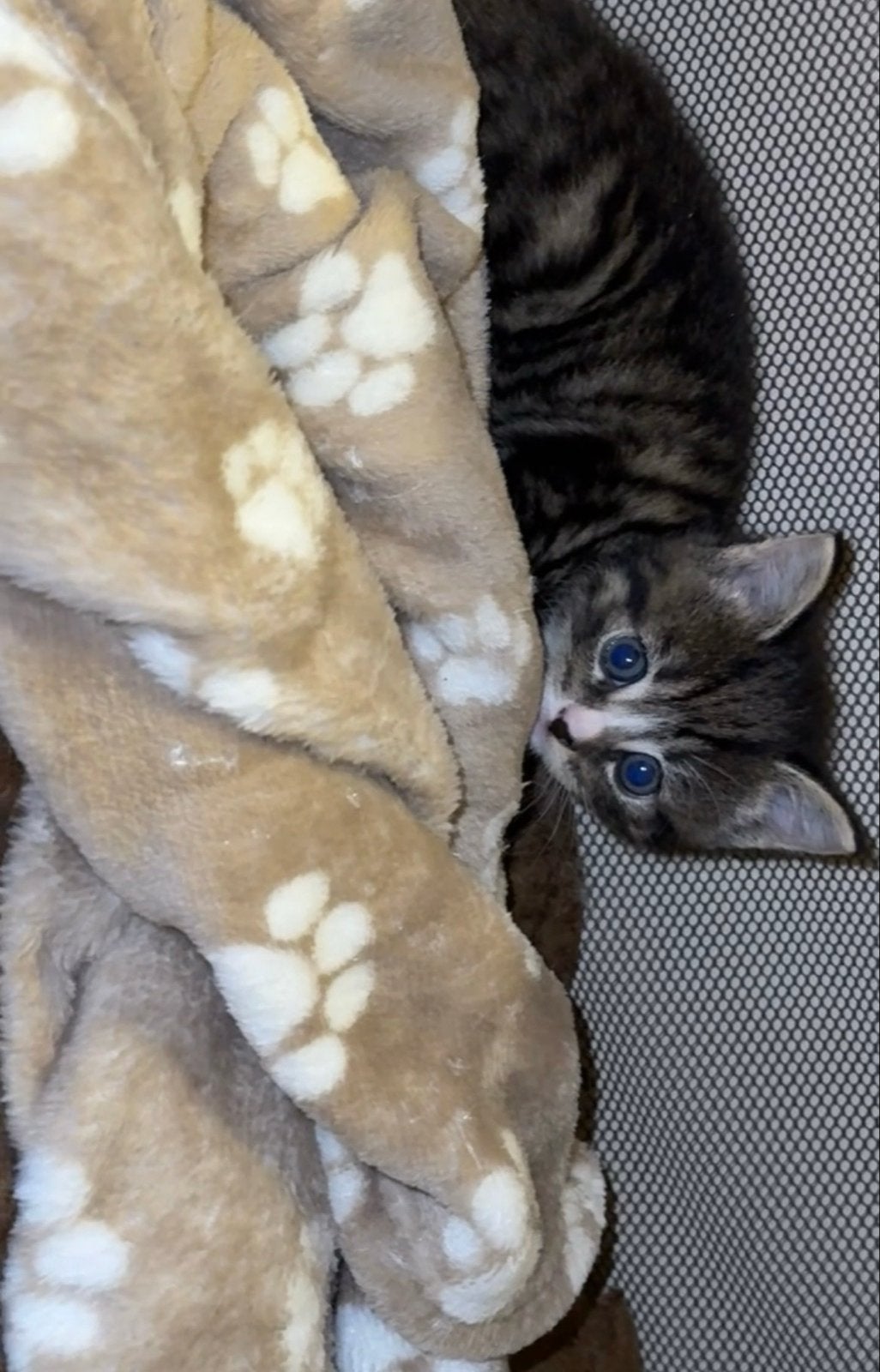 Kittens, Ophalen