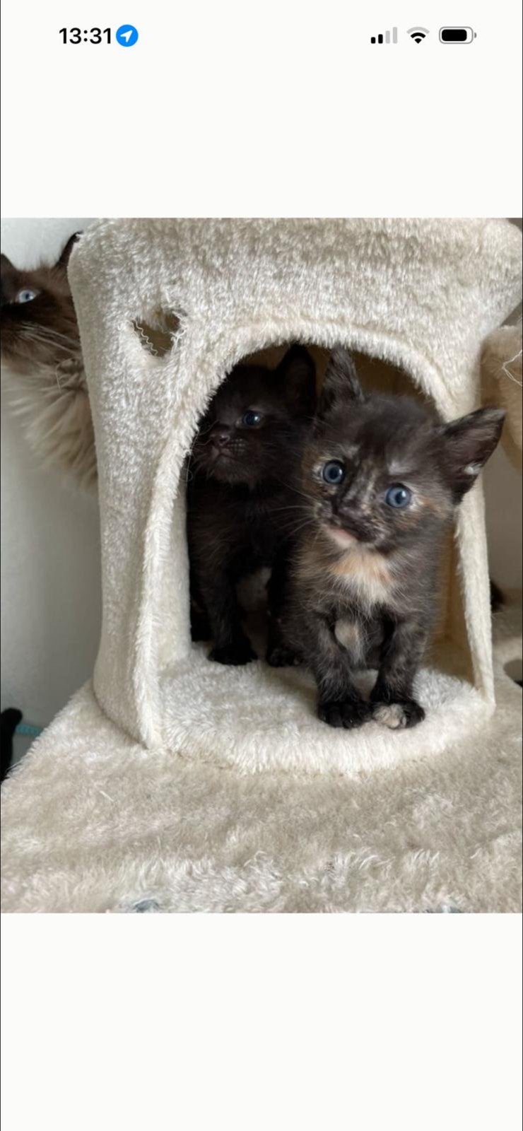 Siamees kitten, Dieren en Toebehoren, Katten en Kittens | Raskatten | Korthaar, Poes