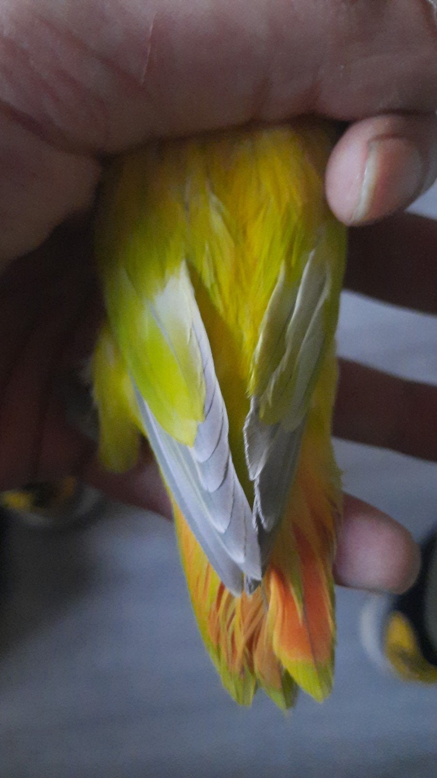 koppel agapornis fischeri split roodfactor x dilute, Dieren en Toebehoren, Meerdere dieren, Dwergpapegaai of Agapornis, Geringd