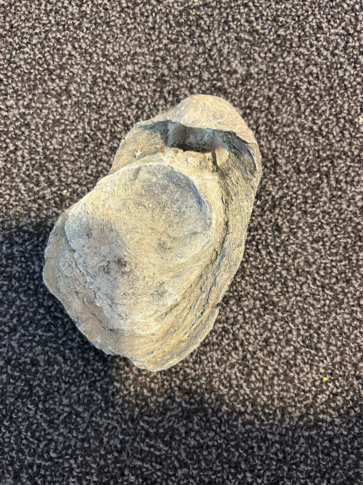 Fossiele Oester/Schelp - 14 cm, Ophalen, Fossiel