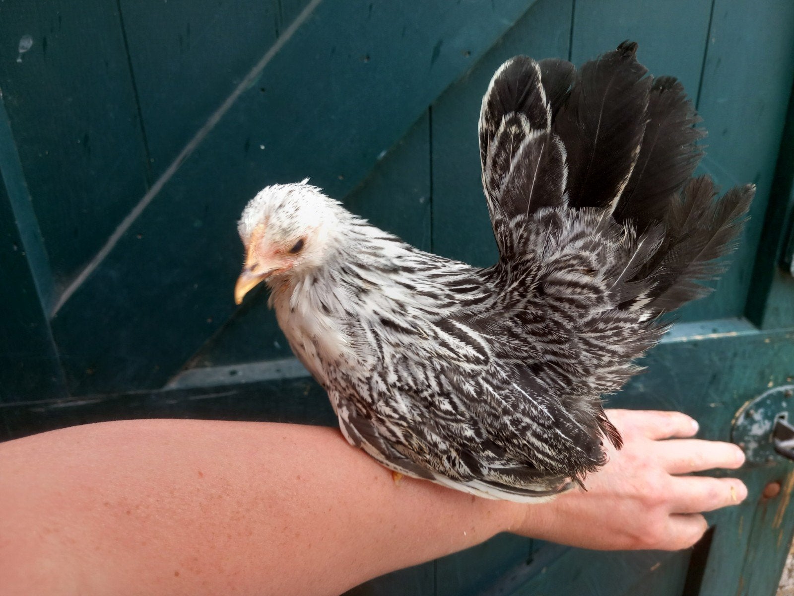 Duo serama kuikens, Dieren en Toebehoren, Pluimvee, Kip, Meerdere dieren