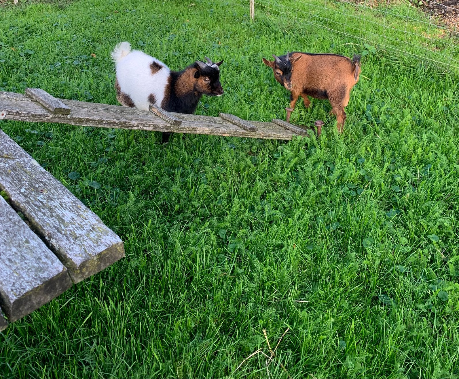 Dwerggeit bont & bruin dwergbokje te koop, Dieren en Toebehoren, Mannelijk, Geit, 0 tot 2 jaar