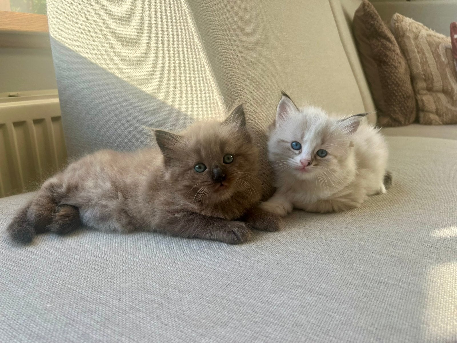 Ragdoll katertje | een prachtig knuffelkontje, Kater, Ontwormd, 0 tot 2 jaar